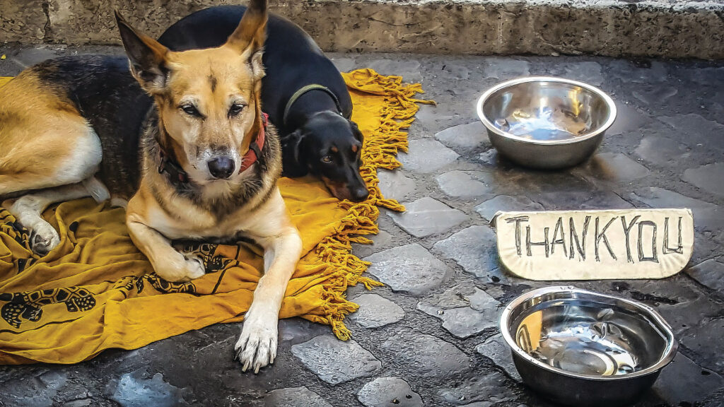 ANZA Action Animal Charities in Singapore