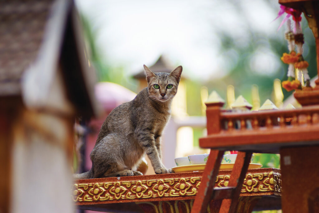 ANZA Action animal charities in Singapore