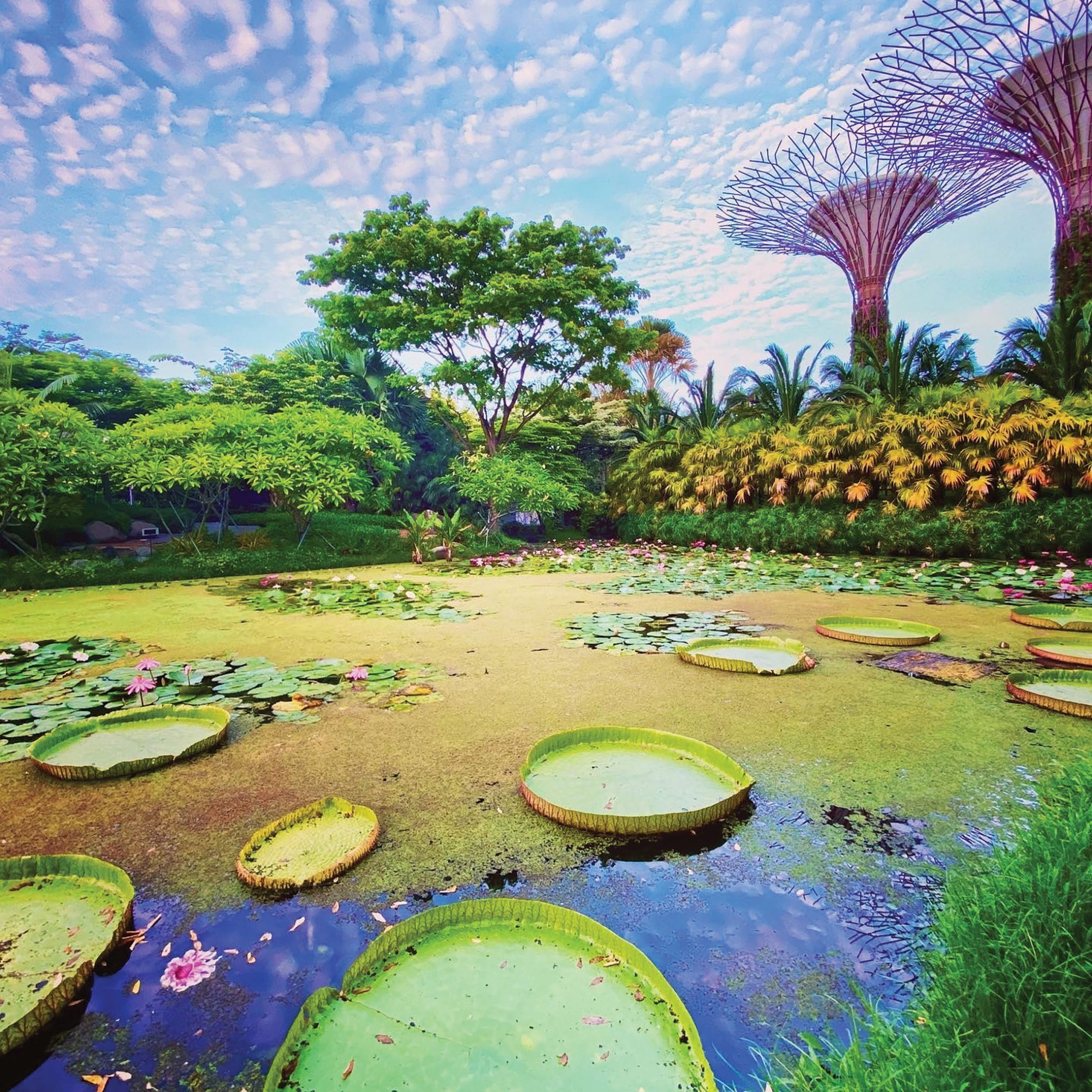 Lotus pond and Supertrees at Gardens by the Bay