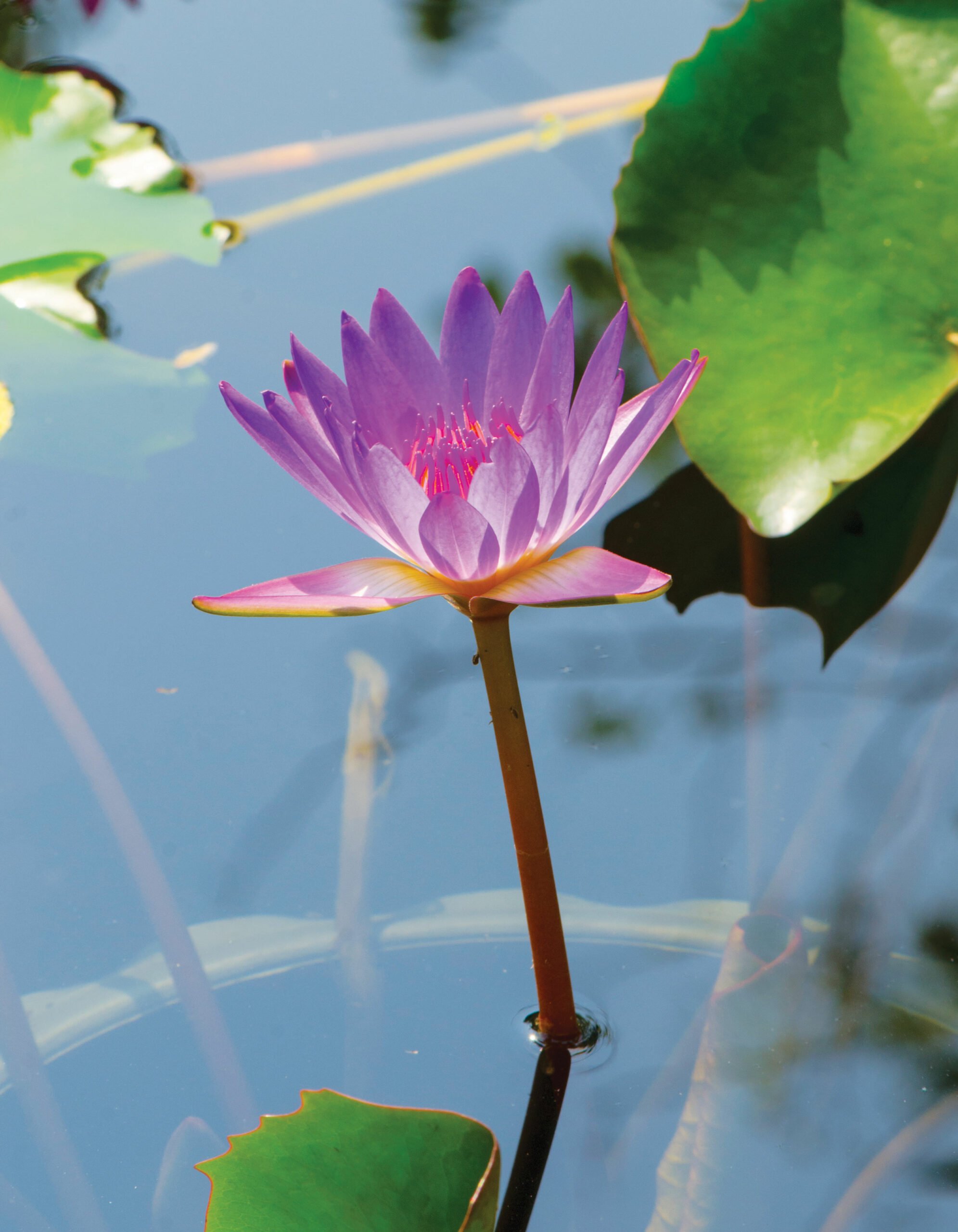 Purple lotus flower 