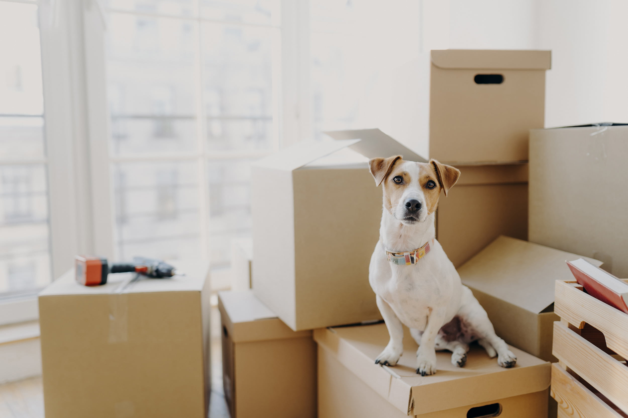 Get Your Pet to Be More Familiar With Packing Supplies and Boxes