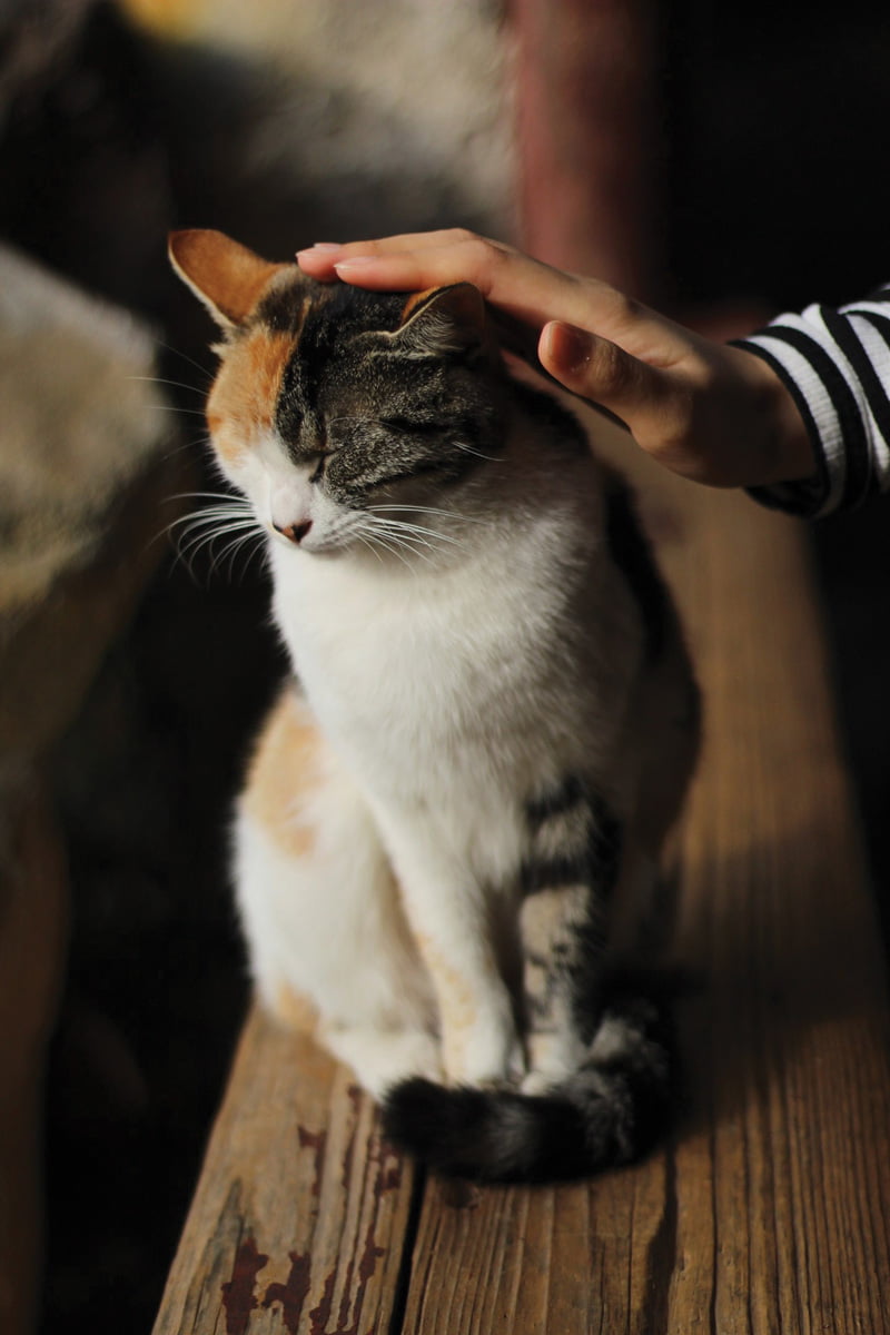 Hand petting cat