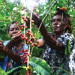 2 ladies picking coffee beans in plantation