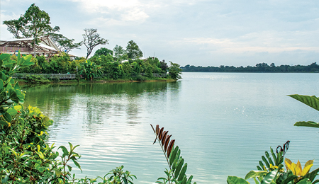 Mandai Boardwalk view