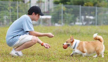Man playing with his pet corgi at a dog park at Tampines Boulevard Park to be ready by 2026