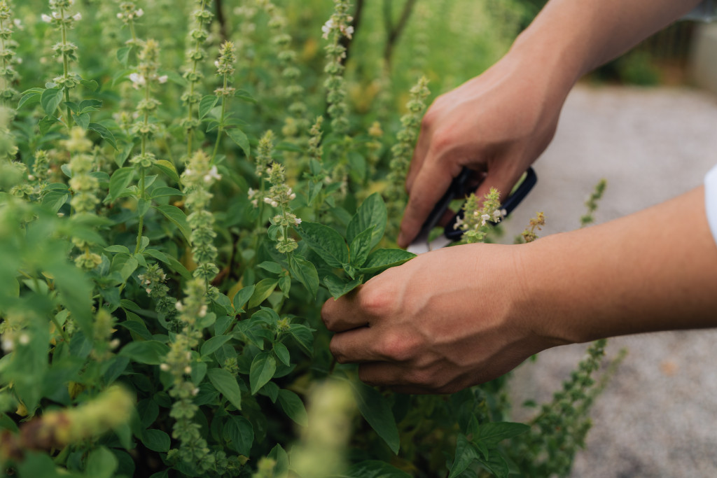 Hands picking fresh herbs